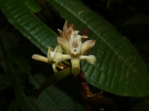 Epidendrum