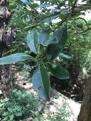 Acronychia pedunculata