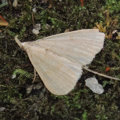 Phalaenostola eumelusalis