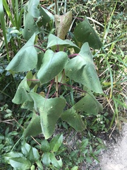 Clerodendrum chinense