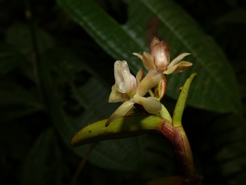 Epidendrum platystigma Rchb.f. 2