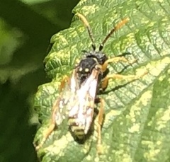 Nomada goodeniana