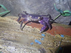 Geograpsus grayi
