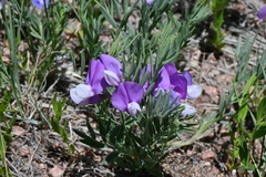 Lathyrus polymorphus incanus