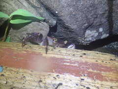 Geograpsus grayi