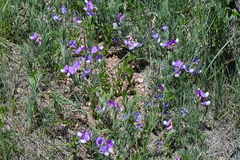 Lathyrus polymorphus incanus
