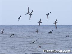 Short-Tailed Shearwater photo 5