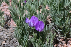 Lathyrus polymorphus incanus