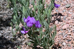 Lathyrus polymorphus incanus