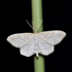 Idaea macilentaria