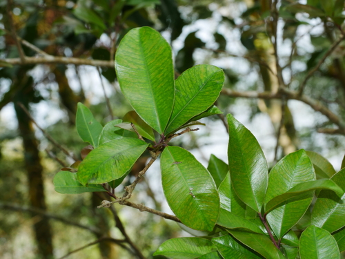 Syzygium formosanum