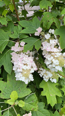 Hydrangea quercifolia