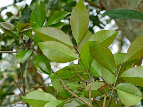 Syzygium formosanum