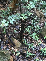 Ilex pubescens