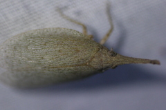 Rentinus dilatatus
