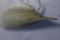 Rentinus dilatatus