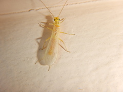 Isoperlinae