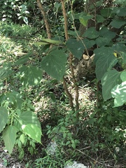 Endospermum chinense