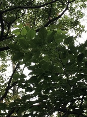 Endospermum chinense