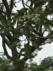 Endospermum chinense