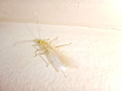 Isoperlinae