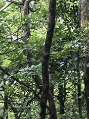 Endospermum chinense