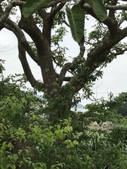 Endospermum chinense