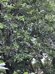 Endospermum chinense