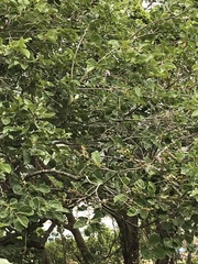 Endospermum chinense