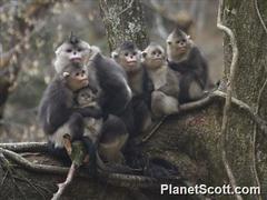 Black Snub-Nosed Monkey photo 2