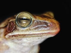 Polypedates maculatus