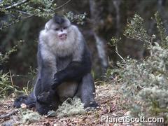 Black Snub-Nosed Monkey photo 1