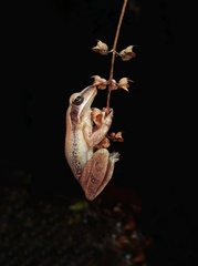 Polypedates maculatus