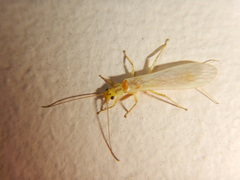 Isoperlinae