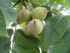 Juglans ailantifolia