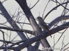 Phoenicurus frontalis