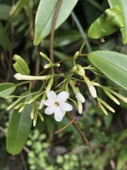 Jasminum lanceolarium