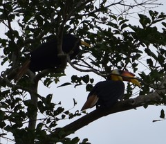 Rhabdotorrhinus corrugatus