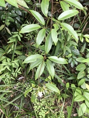 Jasminum lanceolarium