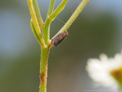 Scaphytopius frontalis