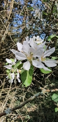 Amelanchier ovalis