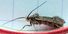 Esperia sulphurella