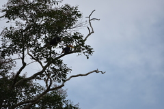 Rhabdotorrhinus corrugatus
