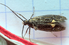 Esperia sulphurella
