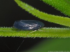 Limotettix anthracinus