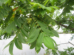 Juglans ailantifolia
