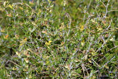 Aspalathus spinosa spinosa