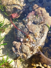 Pyura gibbosa