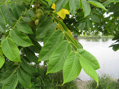 Juglans ailantifolia