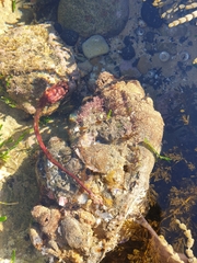 Pyura gibbosa